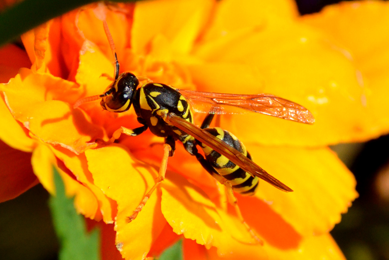 DSC_8811_36.jpg