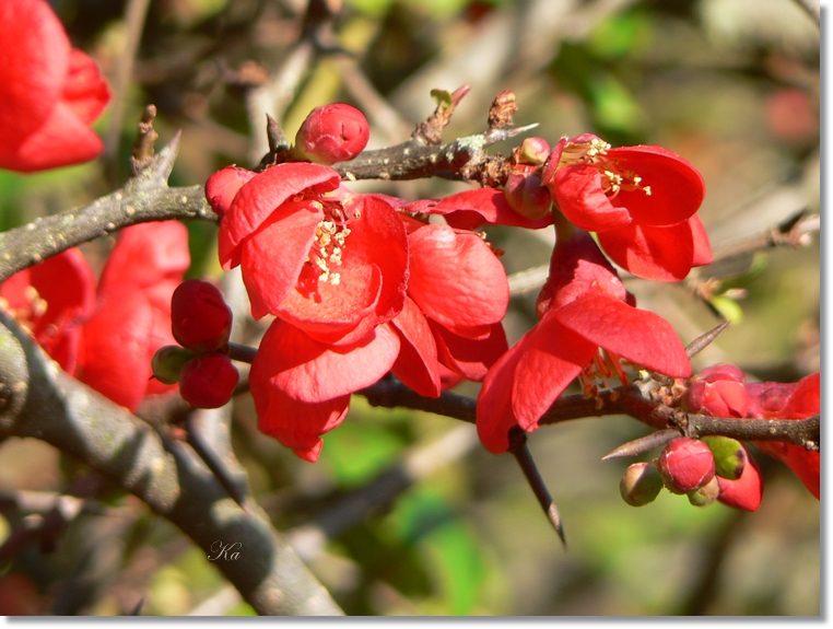 flowers 01-07813 011.jpg