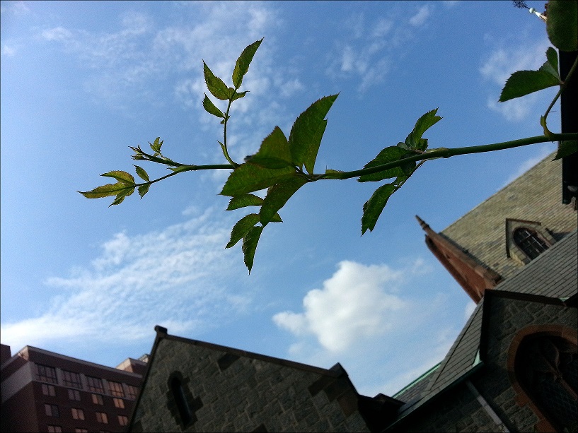 20130828_105253_conew2.jpg