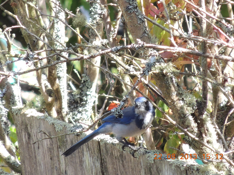bird 139_.jpg