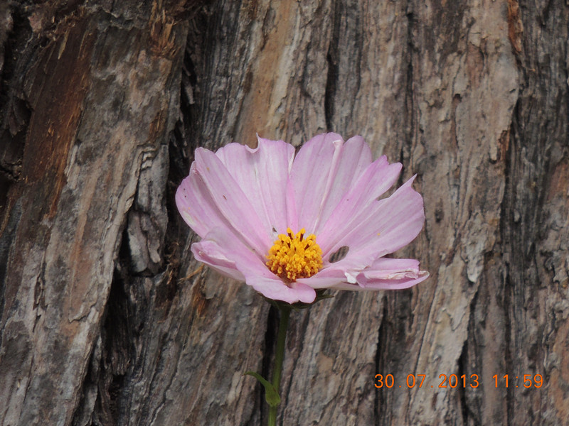 flower 250_.jpg