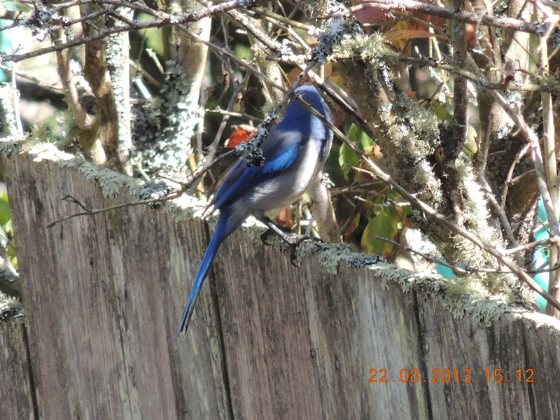 bird 141_.jpg