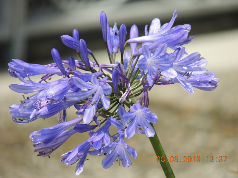 flower 399_.jpg