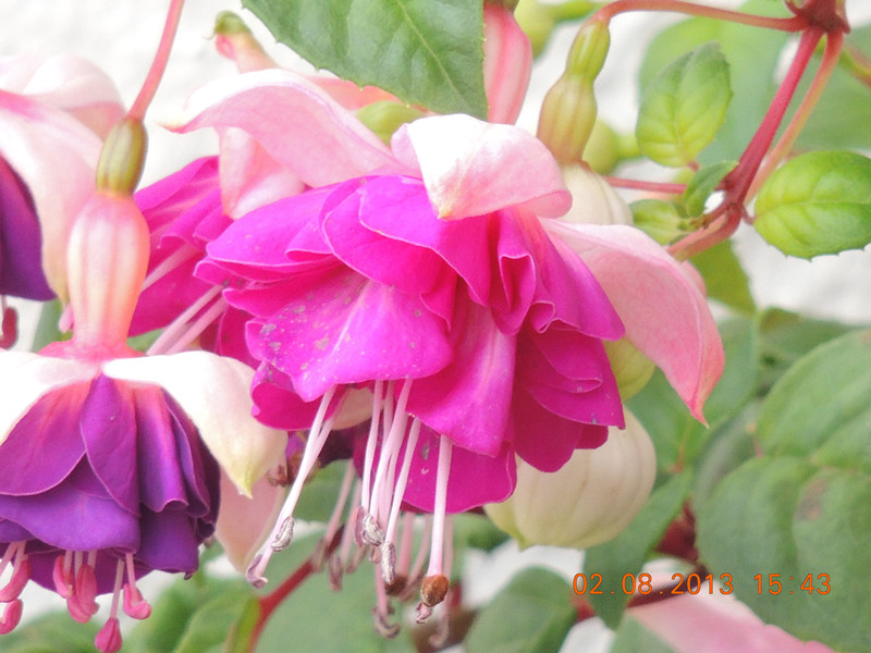 flower 326_.jpg