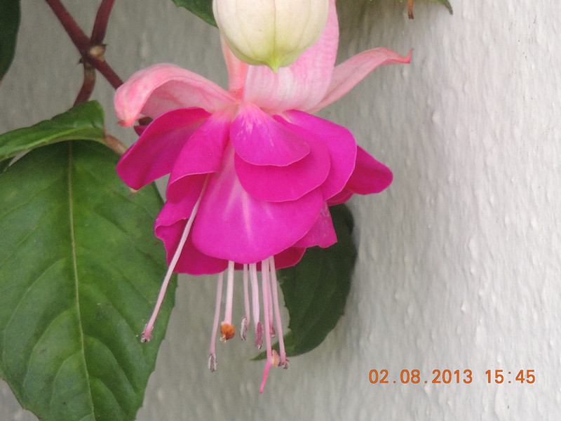 flower 334_.jpg