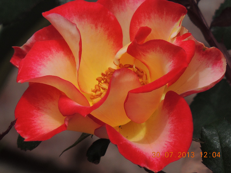 flower 263_.jpg
