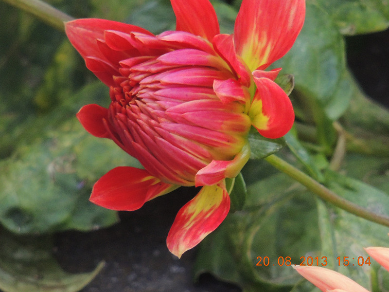 flower 577_.jpg