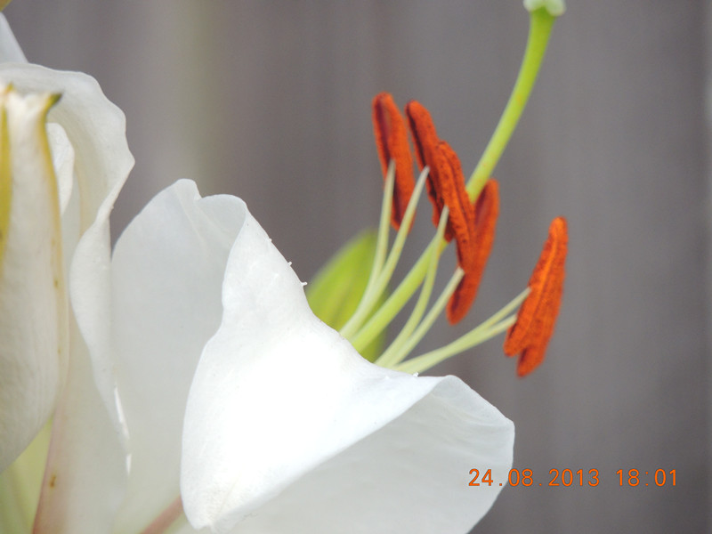 flower 672_.jpg