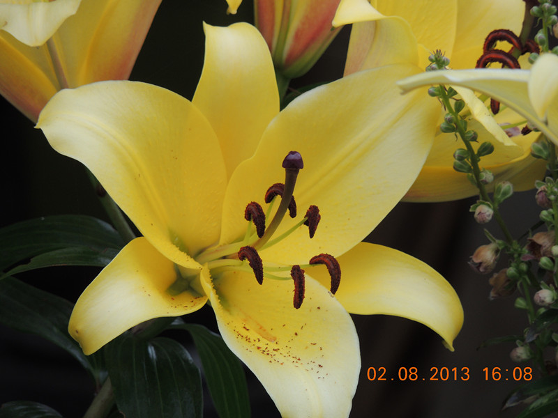 flower 363_.jpg
