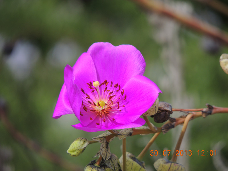 flower 256_.jpg