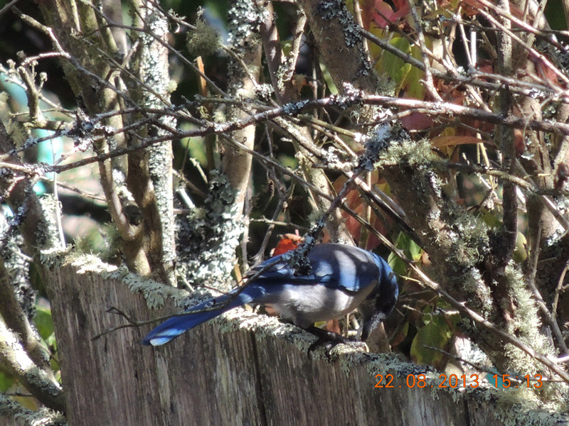 bird 149_.jpg
