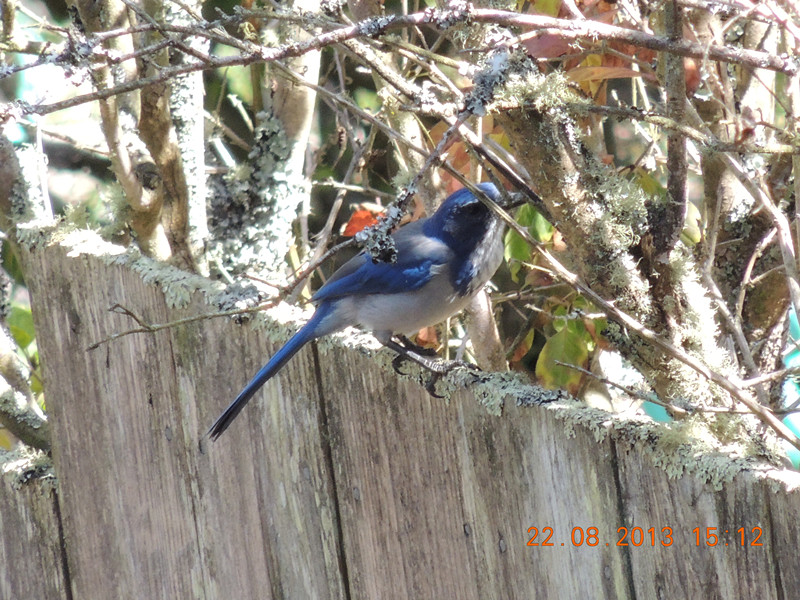 bird 140_.jpg