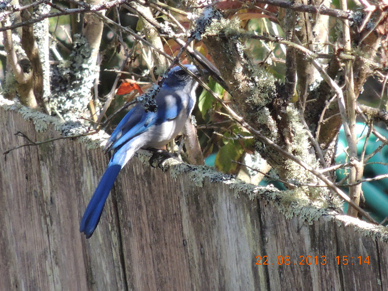 bird 155_.jpg
