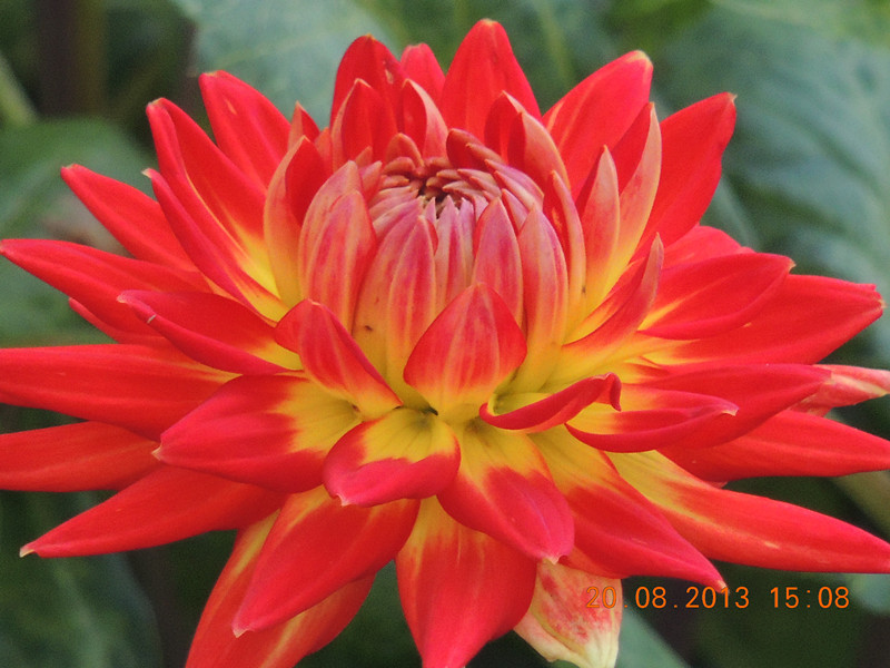 flower 590_.jpg