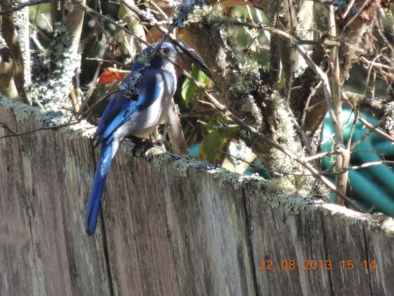 bird 158_.jpg