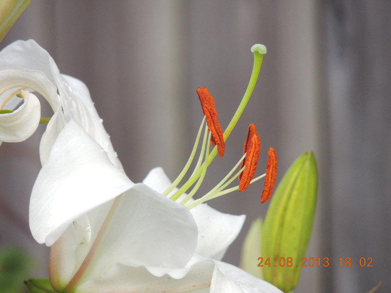 flower 678_.jpg