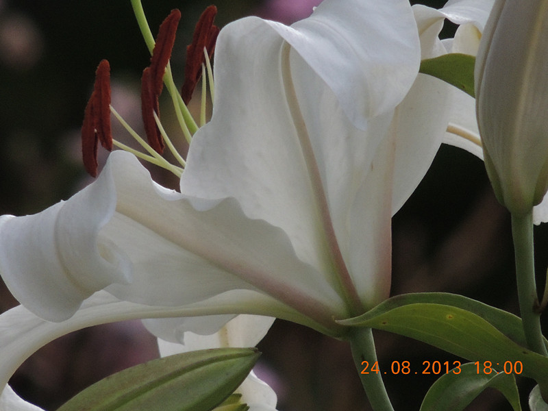 flower 660_.jpg