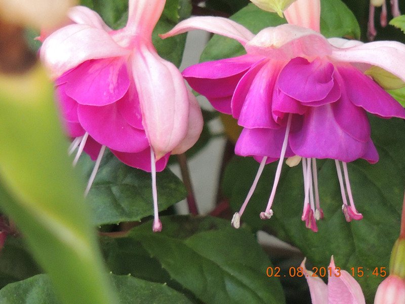 flower 336_.jpg