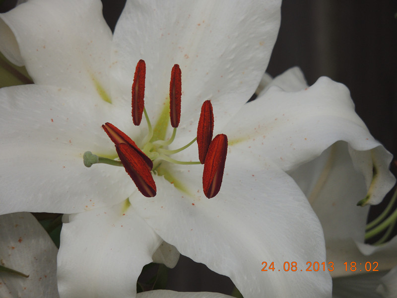 flower 679_.jpg