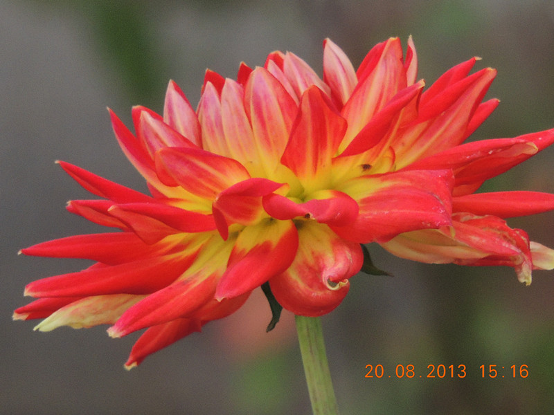 flower 598_.jpg