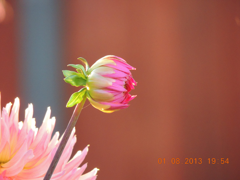 flower 321_.jpg