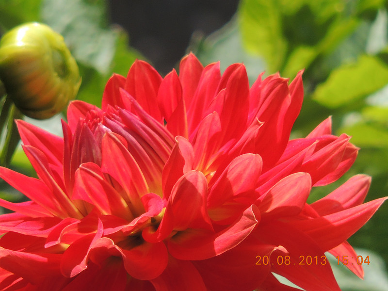 flower 582_.jpg