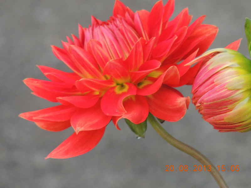 flower 585_.jpg