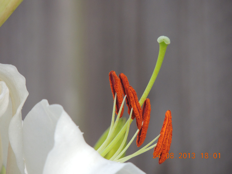 flower 673_.jpg