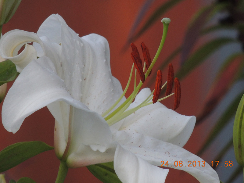 flower 650_.jpg