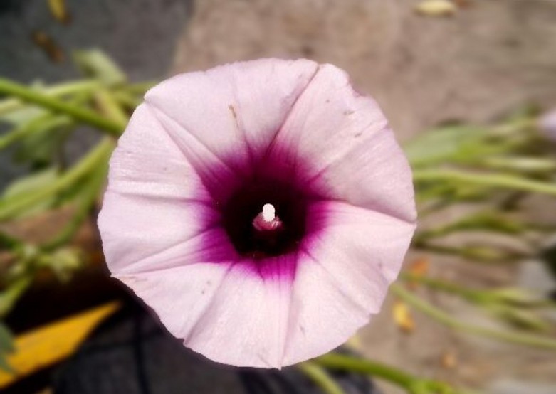 001_conew315.jpg