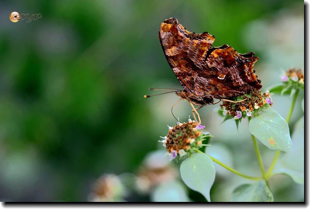 DSC01739_.jpg