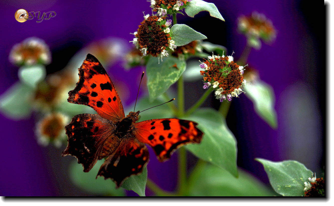 DSC01730_.jpg