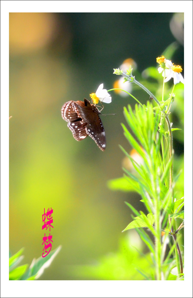 DSC_5711_conew1.jpg