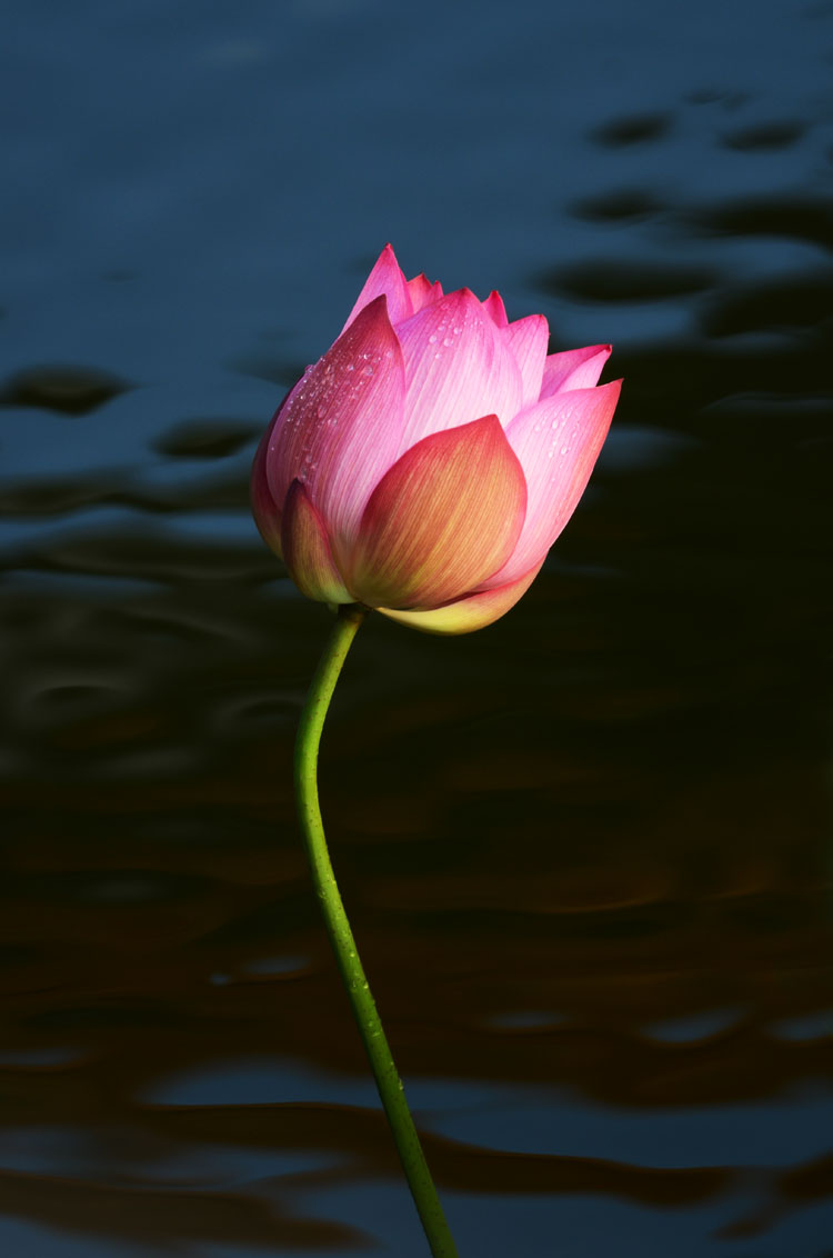 DSC_1451.jpg