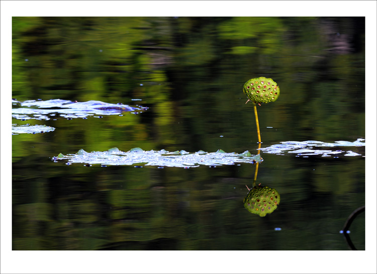 DSC_6862_conew1.jpg