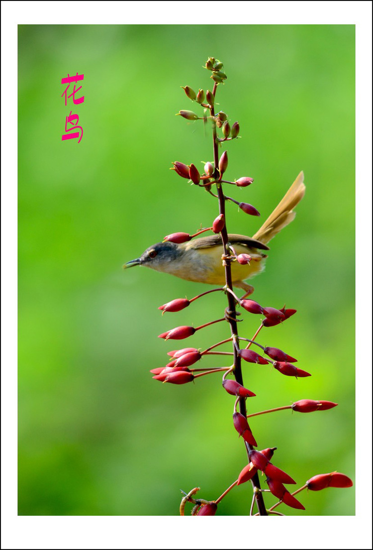 DSC_5605_conew1.jpg