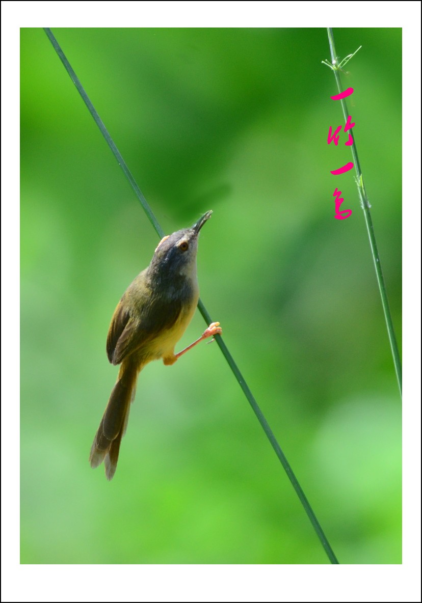 DSC_5057_conew2.jpg