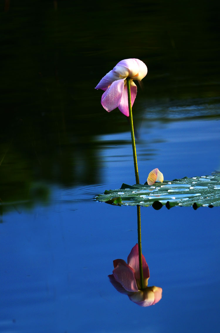 DSC_1458.jpg
