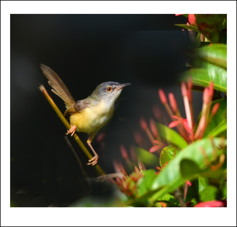 DSC_7130_conew1.jpg
