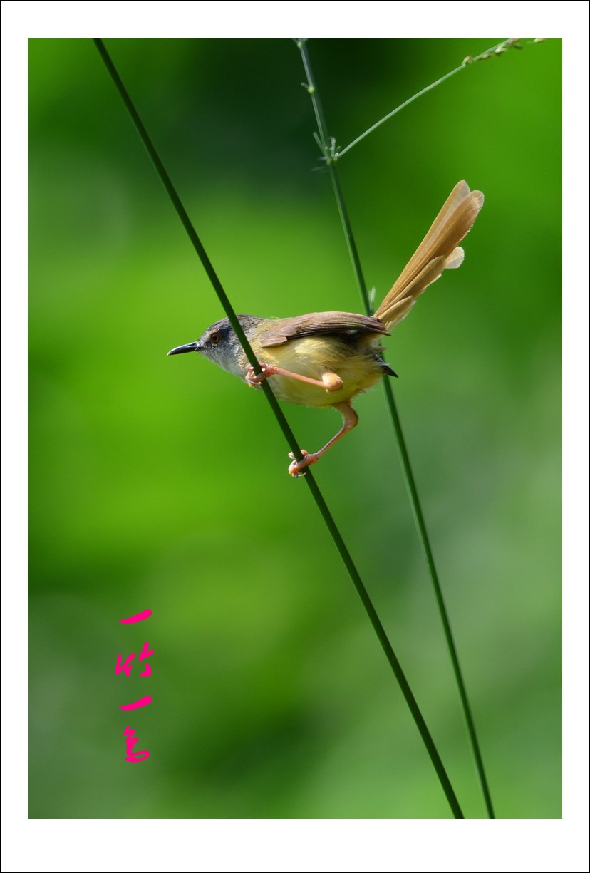 DSC_5433_conew1.jpg