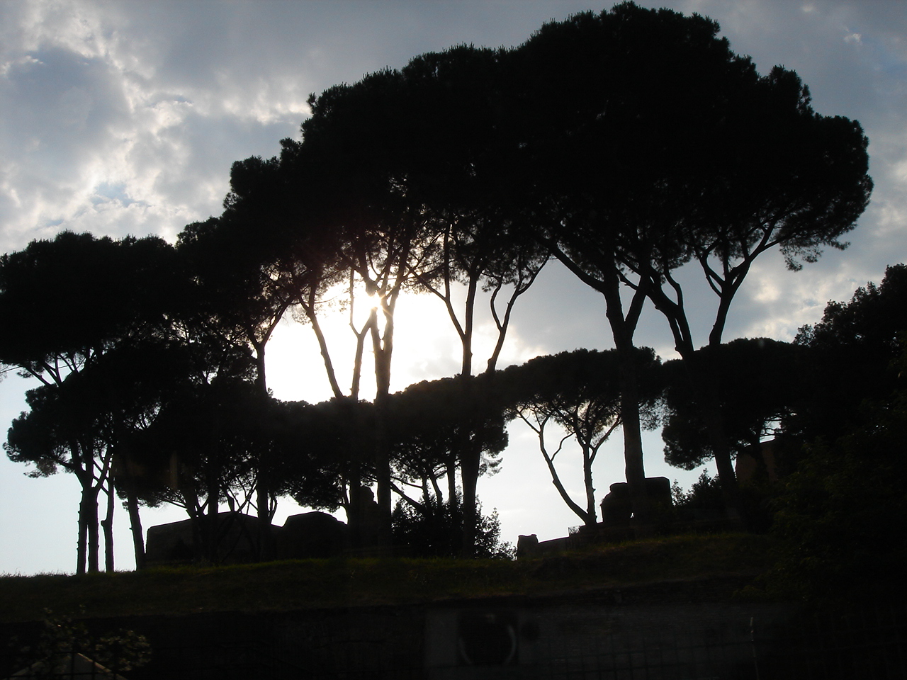 tree2.JPG