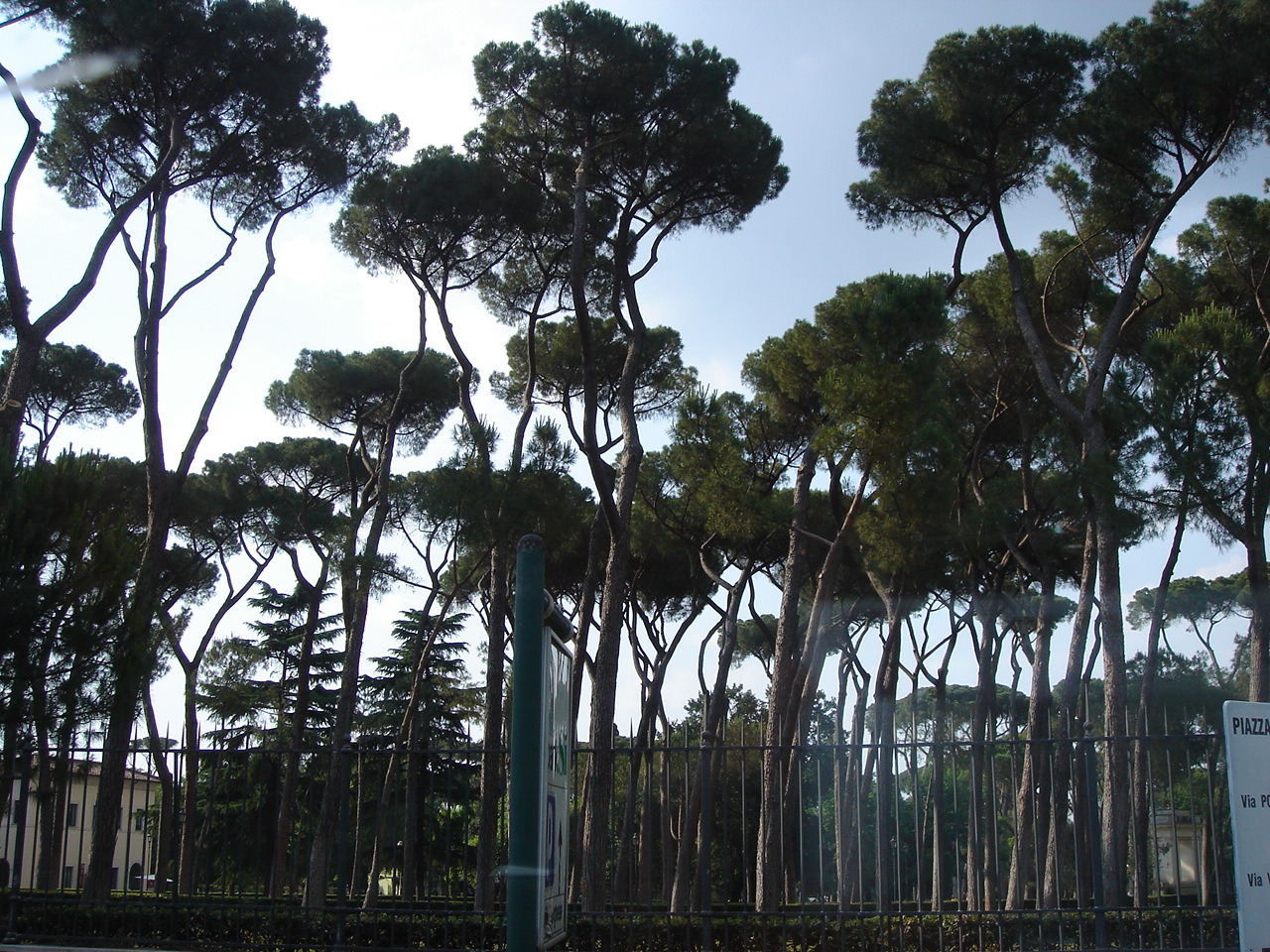tree1.JPG