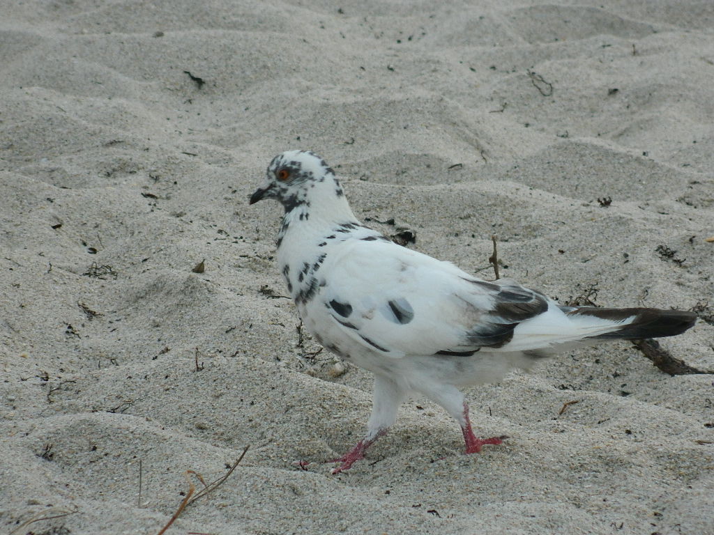 DSCN2429.JPG