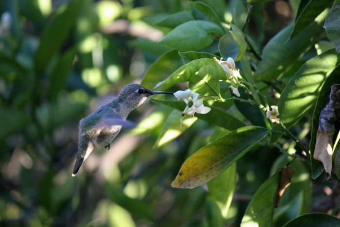 Canon&#39;s T2i 030.JPG