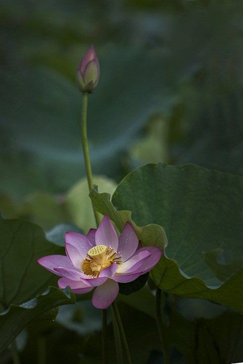 DSC_7857(2)(2).jpg