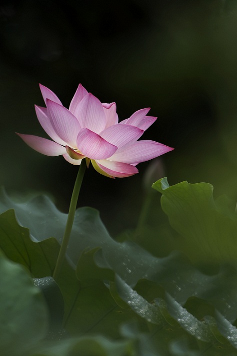DSC_7900.jpg