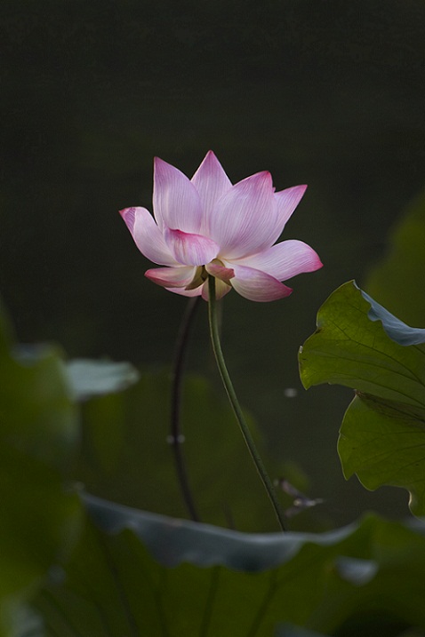 DSC_8483.jpg