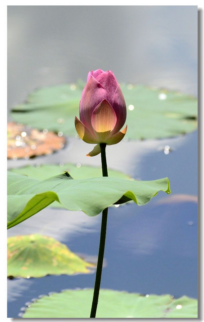 38231_2013071111491200_9993_DSC0133 - .jpg