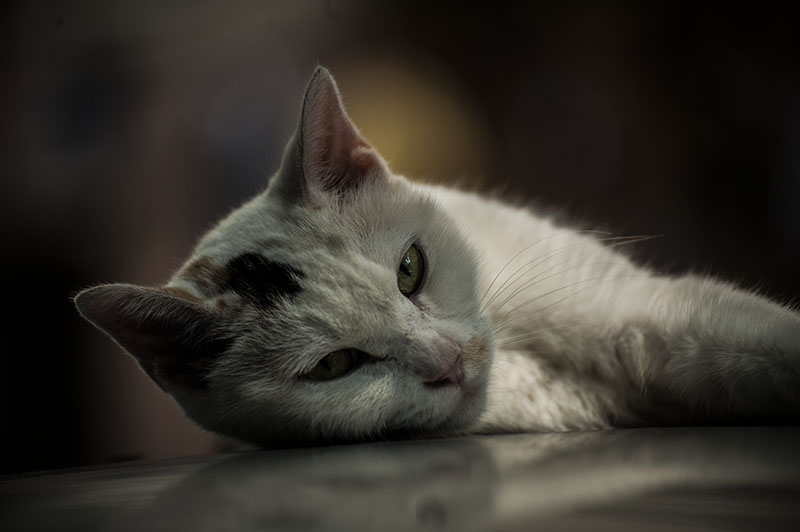 DSC_8109.jpg