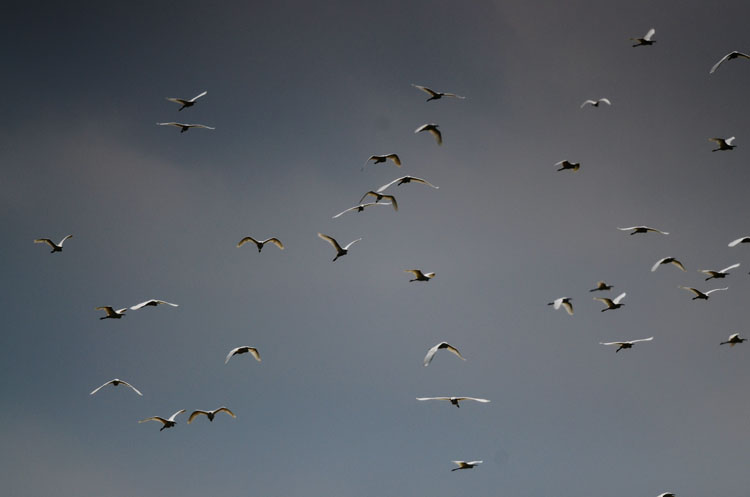 DSC_3537.jpg